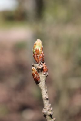 Quercus robur 'Cristata' - dub letní - pupen jaro